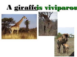 A giraffeis viviparou

 