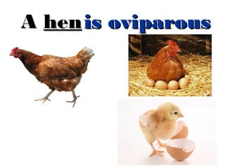 A hen is oviparous

 