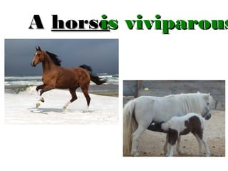 is
A horse viviparous

 