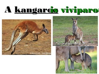 is
A kangaroo viviparou

 