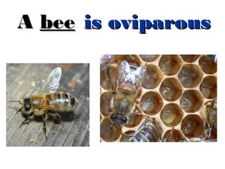 A bee is oviparous

 