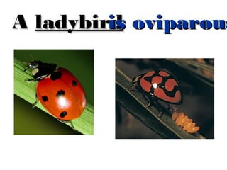 is
A ladybird oviparous
is

 