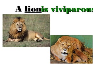 A lionis viviparous

 