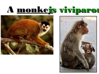 is
A monkeys viviparou
i

 