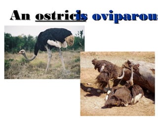 is
An ostrich oviparous
is

 