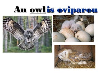 An owl is oviparous

 