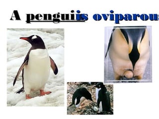 is
A penguin oviparous
is

 