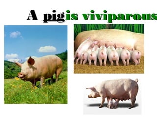 A pig is viviparous

 