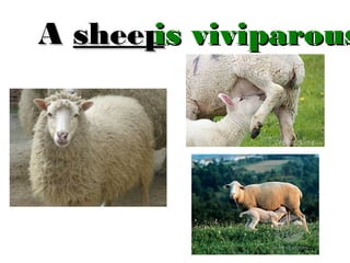 is
A sheep viviparous

 