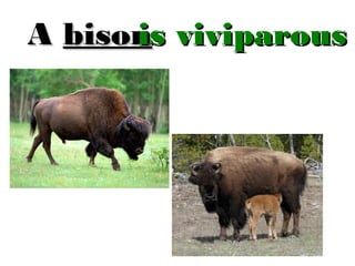 is
A bison viviparous

 