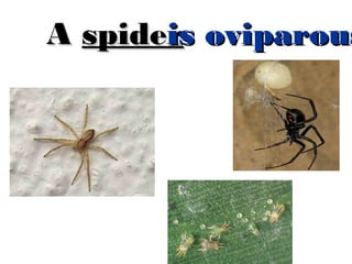 is
A spiders oviparous
i

 