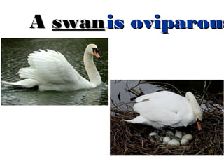 A swan is oviparous

 