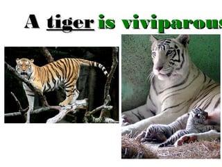 A tiger is viviparous

 