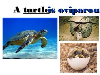 is
A turtle oviparous

 