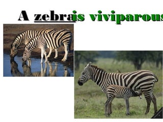 is
A zebra viviparous

 