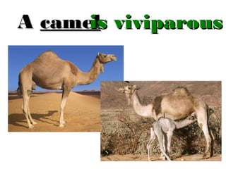 is
A camel viviparous

 