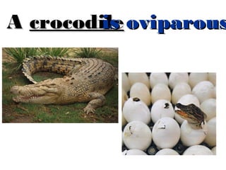 is
A crocodile oviparous

 