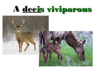 is
A deers viviparous
i

 