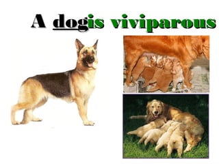 A dogis viviparous

 