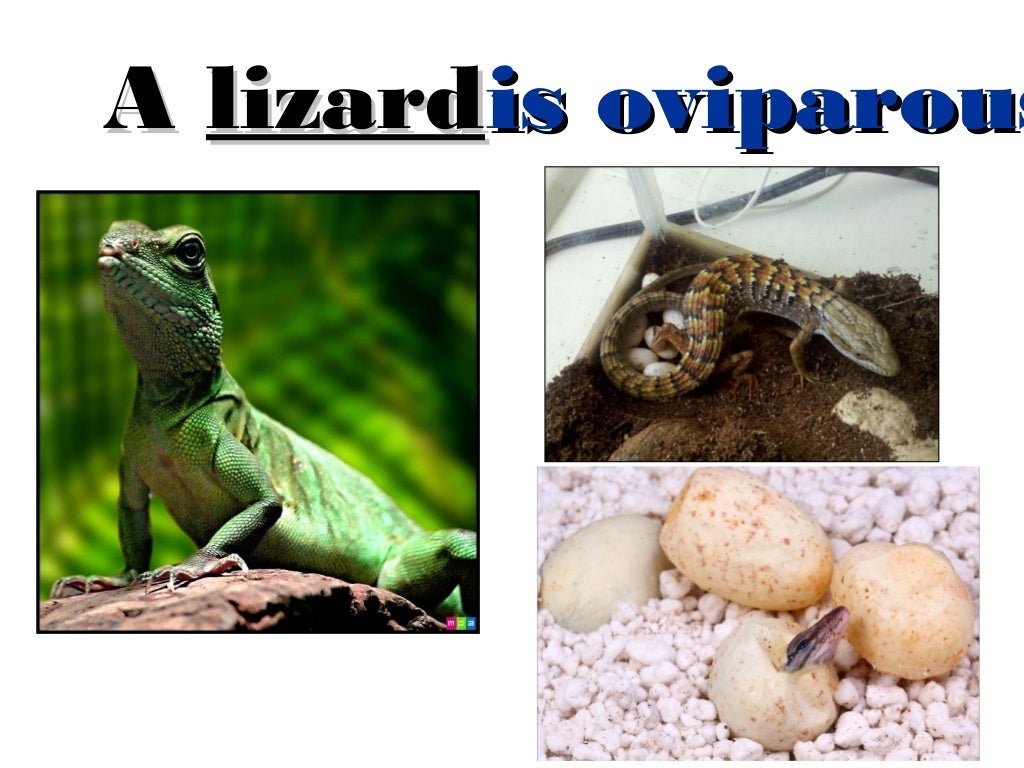 Viviparous and oviparous