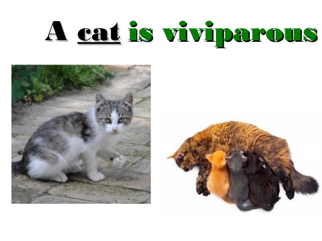 viviparous - DriverLayer Search Engine