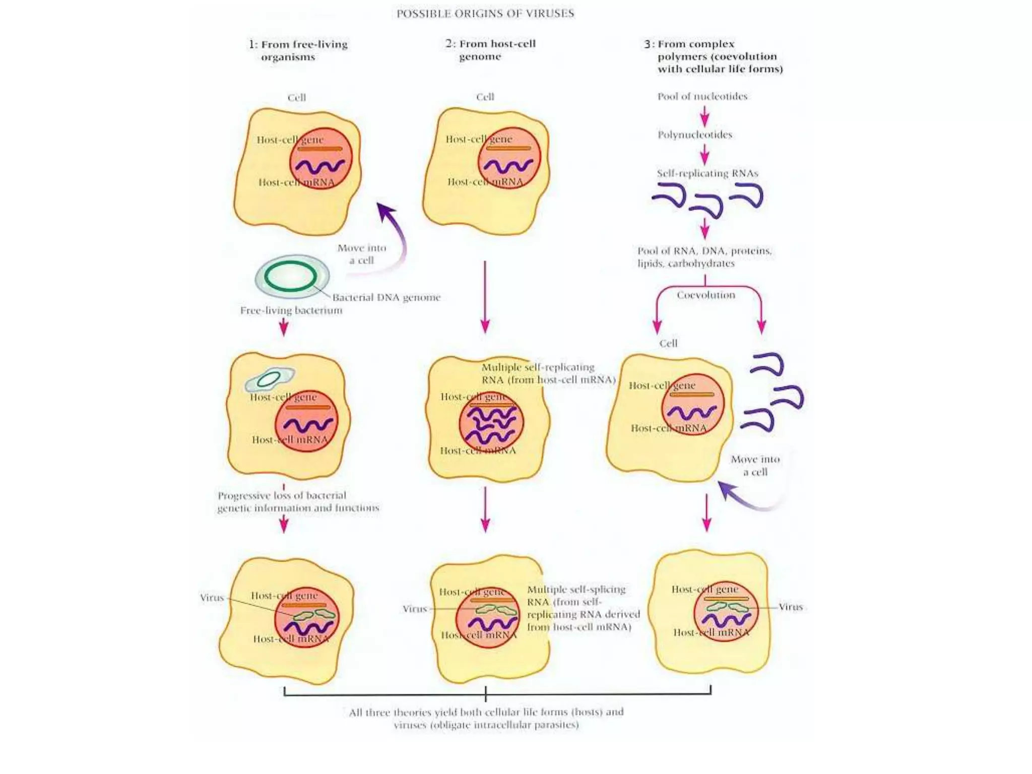 viral evolution | PPTX | Biological Sciences | Science