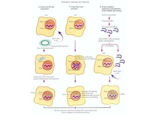viral evolution 2016