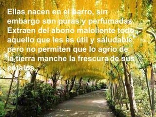 Ellas nacen en el barro, sin
embargo son puras y perfumadas.
Extraen del abono maloliente todo
aquello que les es útil y saludable,
pero no permiten que lo agrio de
la tierra manche la frescura de sus
pétalos.
 