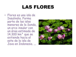 LAS FLORES Flores es una isla de Insulindia. Forma parte de las islas menores de la Sonda, un arco insular con un área estimada de 14.300 km² que se extiende hacia el este de la isla de Java en Indonesia. ... 