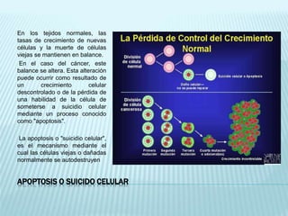 APOPTOSIS O SUICIDO CELULAR
En los tejidos normales, las
tasas de crecimiento de nuevas
células y la muerte de células
viejas se mantienen en balance.
En el caso del cáncer, este
balance se altera. Esta alteración
puede ocurrir como resultado de
un crecimiento celular
descontrolado o de la pérdida de
una habilidad de la célula de
someterse a suicidio celular
mediante un proceso conocido
como "apoptosis".
La apoptosis o "suicidio celular",
es el mecanismo mediante el
cual las células viejas o dañadas
normalmente se autodestruyen
 