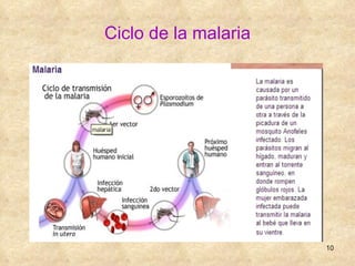 Ciclo de la malaria 