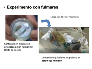 • Experimento con fulmares
Contenido equivalente en plástico en
estómago humano
Contenido en plástico en
estómago de un fulmar del
Norte de Europa
Extrapolando estos resultados
 