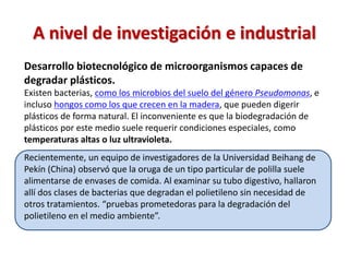 Desarrollo biotecnológico de microorganismos capaces de
degradar plásticos.
Existen bacterias, como los microbios del suelo del género Pseudomonas, e
incluso hongos como los que crecen en la madera, que pueden digerir
plásticos de forma natural. El inconveniente es que la biodegradación de
plásticos por este medio suele requerir condiciones especiales, como
temperaturas altas o luz ultravioleta.
Recientemente, un equipo de investigadores de la Universidad Beihang de
Pekín (China) observó que la oruga de un tipo particular de polilla suele
alimentarse de envases de comida. Al examinar su tubo digestivo, hallaron
allí dos clases de bacterias que degradan el polietileno sin necesidad de
otros tratamientos. “pruebas prometedoras para la degradación del
polietileno en el medio ambiente”.
A nivel de investigación e industrial
 