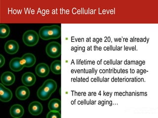 Even at age 20, we’re already aging at the cellular level. A lifetime of cellular damage eventually contributes to age-related cellular deterioration.   There are 4 key mechanisms of cellular aging… How We Age at the Cellular Level  