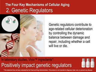 The Four Key Mechanisms of Cellular Aging Genetic regulators contribute to age-related cellular deterioration by controlling the dynamic balance between damage and repair, including whether a cell will live or die.  In laboratory studies, Vivix™ ingredients*:  Positively impact genetic regulators 2 1 2. Genetic Regulators  * This statement has not been evaluated by the Food and Drug Administration. This product is not intended to diagnose, treat, cure, or prevent any disease.  
