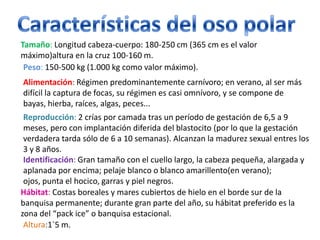 Tamaño: Longitud cabeza-cuerpo: 180-250 cm (365 cm es el valor
máximo)altura en la cruz 100-160 m.
 Peso: 150-500 kg (1.000 kg como valor máximo).
Alimentación: Régimen predominantemente carnívoro; en verano, al ser más
difícil la captura de focas, su régimen es casi omnívoro, y se compone de
bayas, hierba, raíces, algas, peces...
 Reproducción: 2 crías por camada tras un período de gestación de 6,5 a 9
 meses, pero con implantación diferida del blastocito (por lo que la gestación
 verdadera tarda sólo de 6 a 10 semanas). Alcanzan la madurez sexual entres los
 3 y 8 años.
 Identificación: Gran tamaño con el cuello largo, la cabeza pequeña, alargada y
 aplanada por encima; pelaje blanco o blanco amarillento(en verano);
 ojos, punta el hocico, garras y piel negros.
Hábitat: Costas boreales y mares cubiertos de hielo en el borde sur de la
banquisa permanente; durante gran parte del año, su hábitat preferido es la
zona del “pack ice” o banquisa estacional.
 Altura:1`5 m.
 