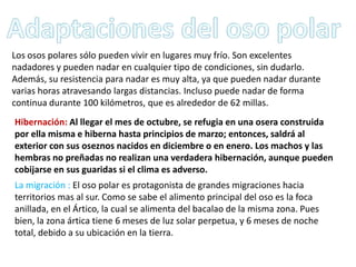 Los osos polares sólo pueden vivir en lugares muy frío. Son excelentes
nadadores y pueden nadar en cualquier tipo de condiciones, sin dudarlo.
Además, su resistencia para nadar es muy alta, ya que pueden nadar durante
varias horas atravesando largas distancias. Incluso puede nadar de forma
continua durante 100 kilómetros, que es alrededor de 62 millas.
Hibernación: Al llegar el mes de octubre, se refugia en una osera construida
por ella misma e hiberna hasta principios de marzo; entonces, saldrá al
exterior con sus oseznos nacidos en diciembre o en enero. Los machos y las
hembras no preñadas no realizan una verdadera hibernación, aunque pueden
cobijarse en sus guaridas si el clima es adverso.
La migración : El oso polar es protagonista de grandes migraciones hacia
territorios mas al sur. Como se sabe el alimento principal del oso es la foca
anillada, en el Ártico, la cual se alimenta del bacalao de la misma zona. Pues
bien, la zona ártica tiene 6 meses de luz solar perpetua, y 6 meses de noche
total, debido a su ubicación en la tierra.
 
