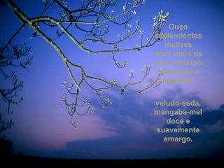 Ouço esplendentes matizes com cheio de amor-menino sazonado e ingênuo: veludo-seda, mangaba-mel doce e suavemente amargo. 