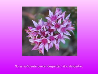 No es suficiente querer despertar, sino despertar. 