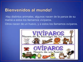 Hay distintos animales, algunos nacen de la panza de su
mamá a estos los llamamos vivíparos.
Otros nacen de un huevo, y a estos los llamamos ovíparos.