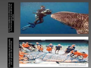 El tiburón ballena es atrapado   El tiburon ballena no ataca al ser
   por un grupo de personas       humano porque no se alimenta
                                              de ellos
 