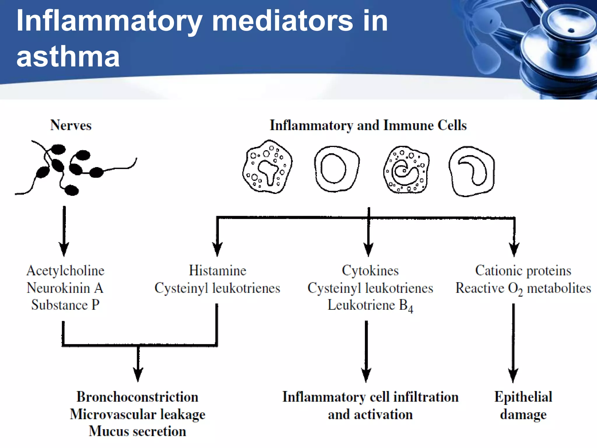 Inflammatory mediators in
asthma
 
