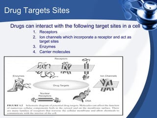 Drug Targets Sites
Drugs can interact with the following target sites in a cell
1. Receptors
2. Ion channels which incorpo...
