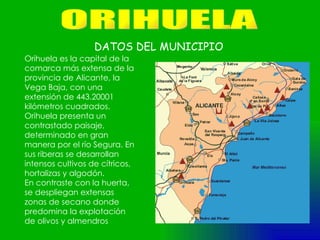 ORIHUELA DATOS DEL MUNICIPIO Orihuela es la capital de la comarca más extensa de la provincia de Alicante, la Vega Baja, con una extensión de 443.20001 kilómetros cuadrados. Orihuela presenta un contrastado paisaje, determinado en gran manera por el río Segura. En sus riberas se desarrollan intensos cultivos de cítricos, hortalizas y algodón. En contraste con la huerta, se despliegan extensas zonas de secano donde predomina la explotación de olivos y almendros 