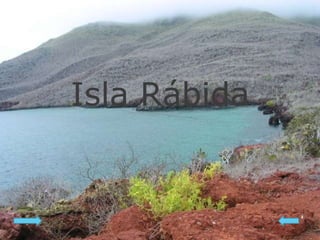 La Isla Rabida ISLA GALAPAGOS | PPSX