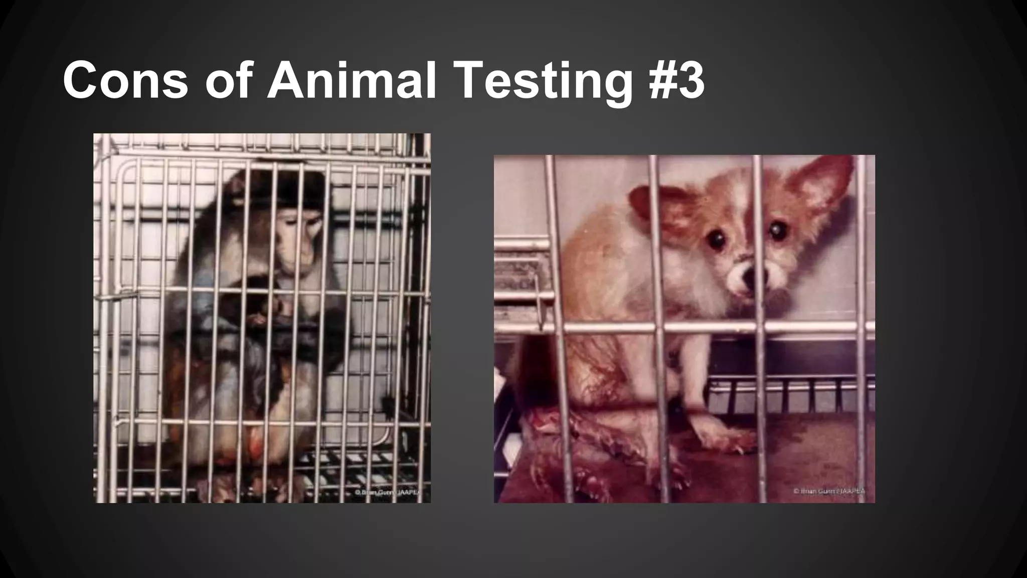 6 fajardo: animal testing