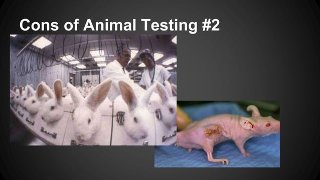 Understanding Animal Testing 6 fajardo: animal testing | PPTX