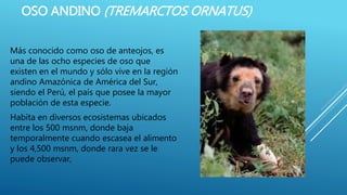 OSO ANDINO (TREMARCTOS ORNATUS)
Más conocido como oso de anteojos, es
una de las ocho especies de oso que
existen en el mundo y sólo vive en la región
andino Amazónica de América del Sur,
siendo el Perú, el país que posee la mayor
población de esta especie.
Habita en diversos ecosistemas ubicados
entre los 500 msnm, donde baja
temporalmente cuando escasea el alimento
y los 4,500 msnm, donde rara vez se le
puede observar,
 