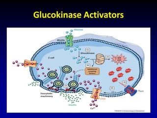 Glucokinase Activators
 