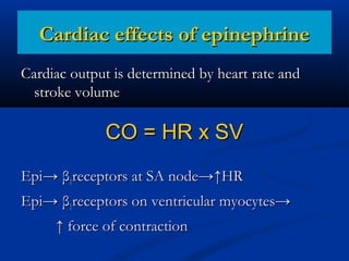 Cardiac effects of epinephrine
Cardiac output is determined by heart rate and
stroke volume

CO = HR x SV
Epi→ β1receptors at SA node→↑HR
Epi→ β1receptors on ventricular myocytes→
↑ force of contraction

 